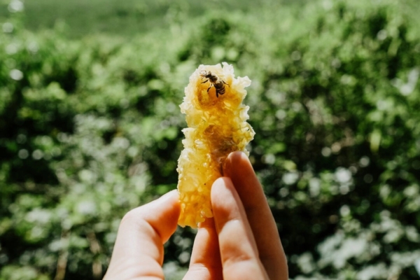 蜜蜂是食物和天然药物的幕后功臣